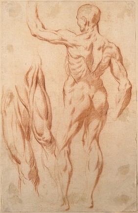 An écorché with a raised left arm seen from the back; studies of the muscles of the right and left thighs, seen from the front. Red-chalk drawing, 17th century, after L. Cigoli.