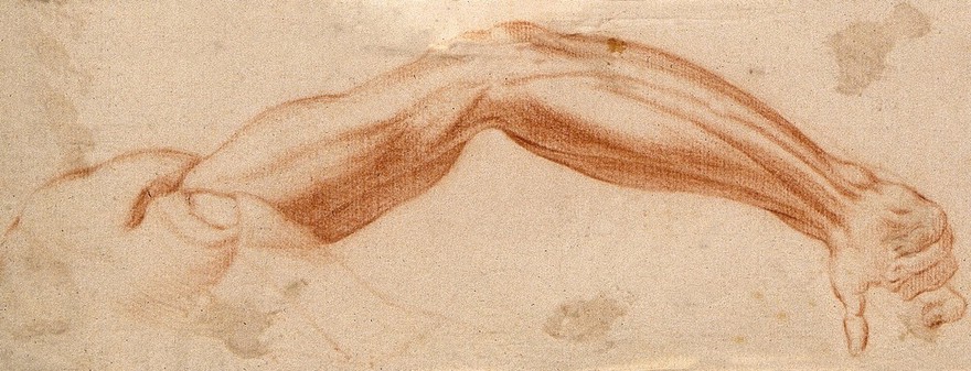 The muscles of the suspended right arm and upper right shoulder, seen from the back. Red-chalk drawing, 17th century.