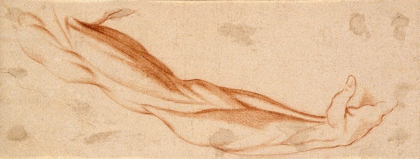 The muscles of the suspended right arm, seen from the front. Red-chalk drawing, 17th century.