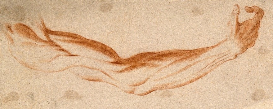The muscles of the suspended right arm, seen from the front. Red-chalk drawing, 17th century.