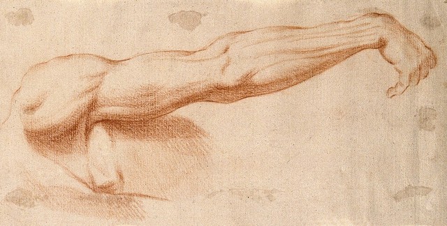 The muscles of the suspended right arm and upper right shoulder, seen from the back. Red-chalk drawing, 17th century.