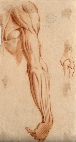 The muscles of the right arm (left); bones of the elbow (right). Red chalk drawing, 17th century.