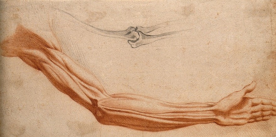 The muscles of the raised left arm, elbow and hand(right); bones of the elbow (left). Red chalk drawing, 17th century.