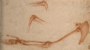 view The bones of arm, scapula and elbow: three figures. Red-chalk drawing, 17th century.