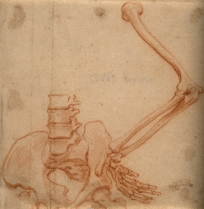 Bones of arm with wrist resting on hip-bone. Red-chalk drawing, 17th century.