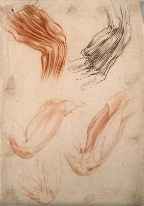 Three figures of the upper arm (above); two figures of the hand showing bones and tendons(below). Red-chalk drawing with ink, 17th century.