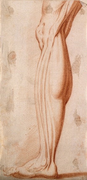 Muscles of the left leg. Red-chalk drawing, 17th century.