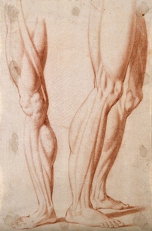 view Muscles of lower leg and knee: two figures. Red-chalk drawing, 17th century.