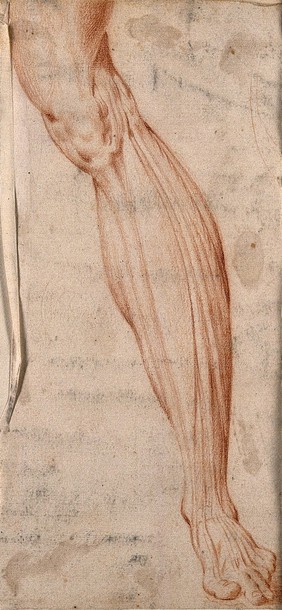 Muscles of the leg: left leg right anterior view (left); left leg right anterior view (centre); right leg right posterior view (right).