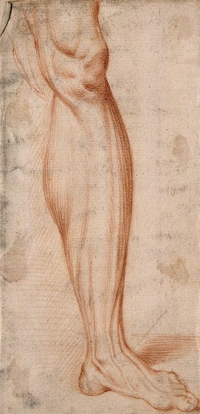 Muscles of the leg: left leg right anterior view (left); left leg right anterior view (centre); right leg right posterior view (right).