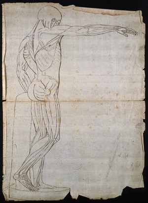 view Muscleman: right lateral view. Ink drawing, 18th-19th century.