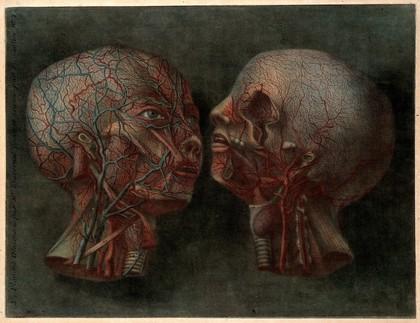 Subcutaneous blood vessels of the head and neck. Colour mezzotint by J. F. Gautier D'Agoty, 1748.