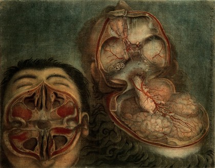 Face and brain: dissections. Colour mezzotint by J.F. Gautier d'Agoty, 1748.