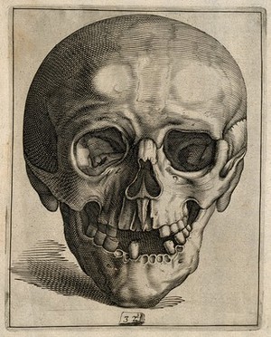 view Skull: anterior view. Line engraving.