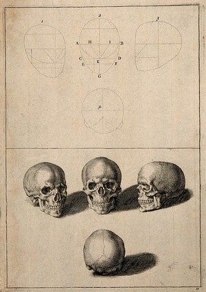 view Skulls: above, diagrams demonstrating the proportions of the human skull; below, four views of the skull. Line engraving after G. de Lairesse.