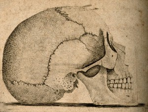 view Skull: Lateral view. Etching.