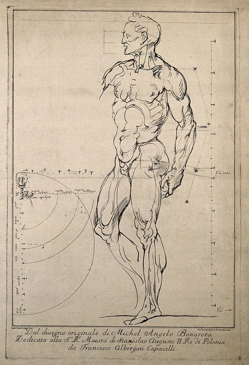 An écorché, seen from the front, with proportions marked, and (left) cranium and cervical vertebrae, with proportions of body. Engraving by C. Paroli, after a drawing by Michelangelo, 1760-1770?.