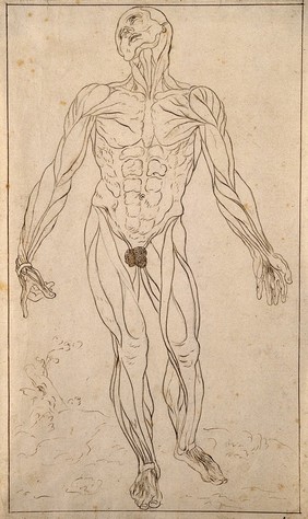 An écorché, seen from the front. Pen and ink drawing with traces of pencil underdrawing, after (?) Albinus, after Vesalius, 17--.