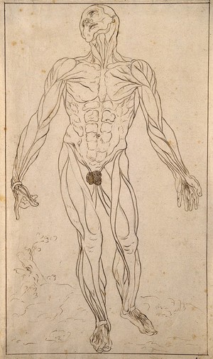 view An écorché, seen from the front. Pen and ink drawing with traces of pencil underdrawing, after (?) Albinus, after Vesalius, 17--.