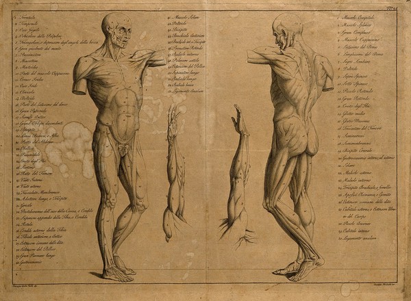 Two écorché figures: front (l.) and back (r.) views, with two arms stretched upwards in centre of image. Engraving by G. Mochetti after G. della Valle, ca. 1790.