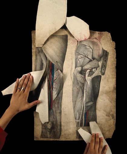 Anterior view of thigh (fig. 1) and posterior view of thigh (fig. 2), with superimposed paper flaps. Coloured and laminated lithograph by S.G. Tovey after E.W. Tuson, 1828.