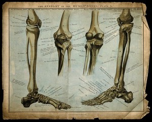 view Bones of the lower limb, knee and foot: four figures. Coloured stipple engraving, 1817/1823.