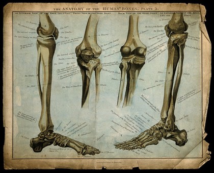 Bones of the lower limb, knee and foot: four figures. Coloured stipple engraving, 1817/1823.