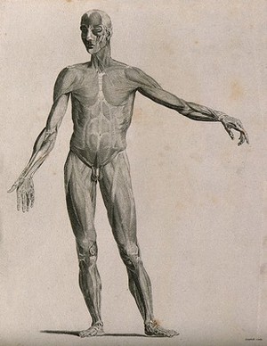 view An écorché with left arm extended to the side, seen from the front. Line engraving by Campbell, 1816/1821.