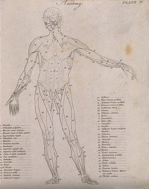 view An écorché, seen from the front: diagram showing the outlines of the muscles. Line engraving by Campbell, 1816/1821.