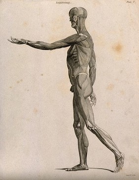 An écorché with left arm extended forwards, seen from the left side. Line engraving by Campbell, 1816/1821.