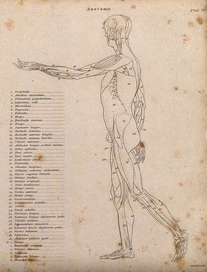 view An écorché with left arm extended forwards, seen from the left side: diagram showing the outlines of the muscles. Line engraving by Campbell, 1816/1821.