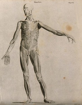 An écorché showing bones, with left arm extended to the side, seen from the front. Line engraving by Campbell, 1816/1821.