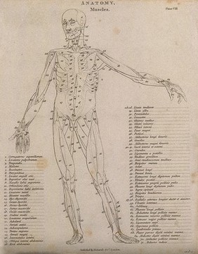 An écorché showing bones, with left arm extended to the side, seen from the front: diagram showing the outlines of the muscles & bones. Line engraving by Campbell, 1816/1821.