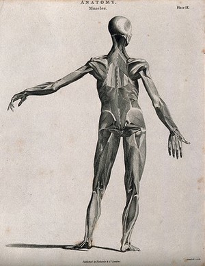 view An écorché showing bones, with left arm extended to the side, seen from the back. Line engraving by Campbell, 1816/1821.