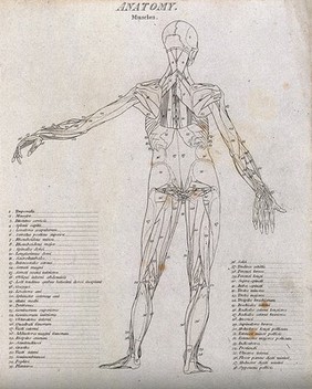 An écorché showing bones, with left arm extended to the side, seen from the back: diagram showing the outlines of the muscles & bones. Line engraving by Campbell, 1816/1821.