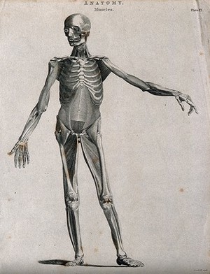 view An écorché showing bones, with left arm extended to the side, seen from the front. Line engraving by Campbell, 1816/1821.