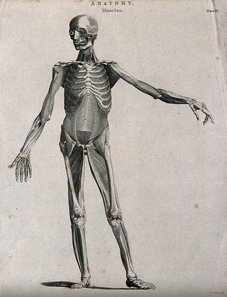 An écorché showing bones, with left arm extended to the side, seen from the front. Line engraving by Campbell, 1816/1821.