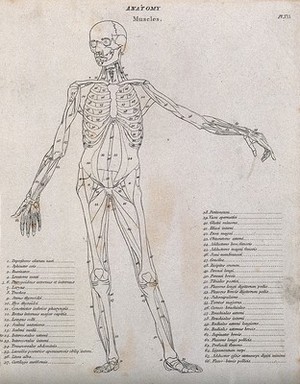 view An écorché showing bones, with left arm extended to the side, seen from the front: diagram showing the outlines of the muscles and bones. Line engraving by Campbell, 1816/1821.