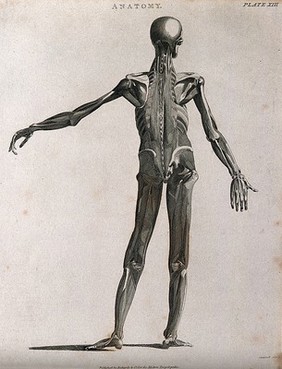 An écorché showing bones, with left arm extended to the side, seen from the back. Line engraving by Campbell, 1816/1821.