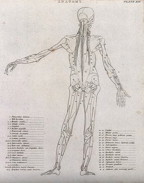 An écorché showing bones, with left arm extended to the side, seen from behind: diagram showing the outlines of the muscles & bones. Line engraving by Campbell, 1816/1821.