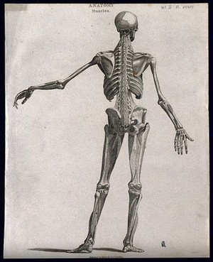 view An écorché showing bones, with left arm extended to the side, seen from behind. Line engraving by Campbell, 1816/1821.