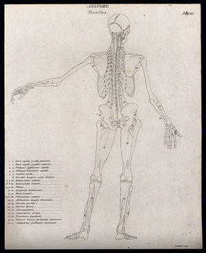 view An écorché showing bones, with left arm extended to the side, seen from the back: diagram showing the outlines of the muscles & bones. Line engraving by Campbell, 1816/1821.