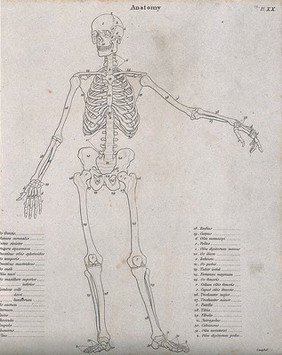 Skeleton: seen from the front, diagram showing the outlines of the bones. Line engraving by Campbell, 1816/1821.