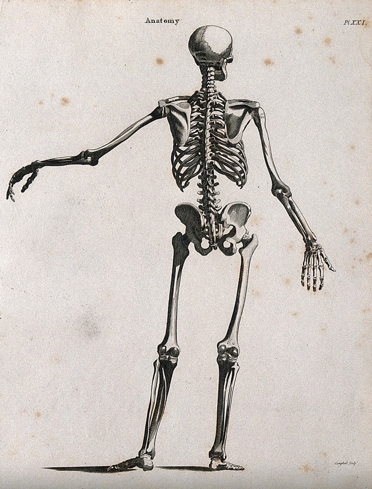 Skeleton: seen from behind. Line engraving by Campbell, 1816/1821 ...