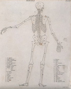 Skeleton: seen from behind, diagram showing the outlines of the bones. Line engraving by Campbell, 1816/1821.