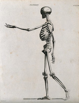 Skeleton: side view. Line engraving by Campbell, 1816/1821.