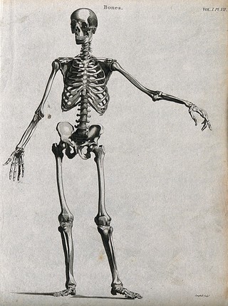 Skeleton: seen from the front. Line engraving by Campbell, 1816/1821.
