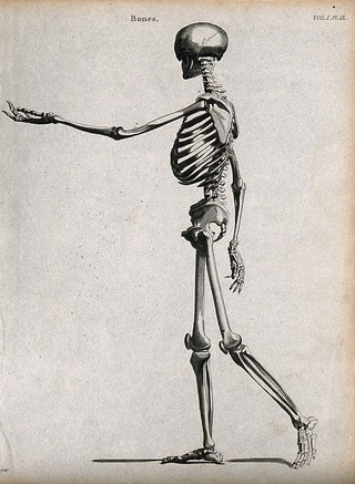 Skeleton: side view. Line engraving by Campbell, 1816/1821.