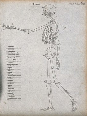 Skeleton: side view, diagram showing the outlines of the bones. Line engraving by Campbell, 1816/1821.