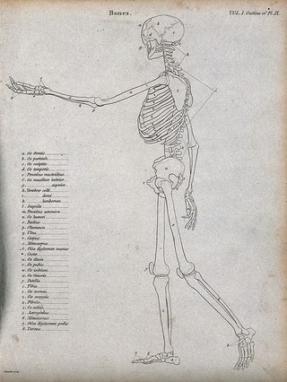 Skeleton: side view, diagram showing the outlines of the bones. Line engraving by Campbell, 1816/1821.